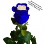 Бело-синие розы, Радужные розы